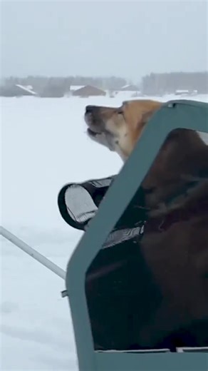 Bike, Stroll & Ski ✨ Burley Conversion Kits help you keep exploring, no matter the weather or terrain. | Burley