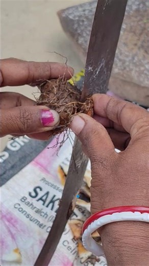 “This Taro Recipe Melts in Mouth 😍 | Village Cooking” #shorts