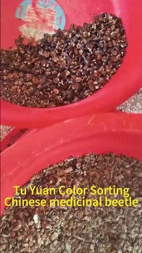 Tu Yuan color sorting(Chinese medicinal beetle)#machine #factory