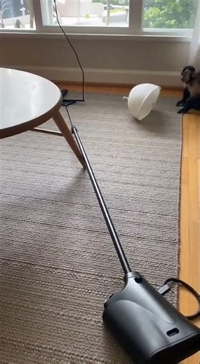 🐒 Monkey SLAPS Dog Then FLIPS Out! INSANE Animal Fight 😱🔥