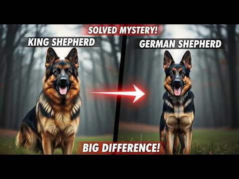German Shepherd vs King Shepherd – Big Difference Revealed!