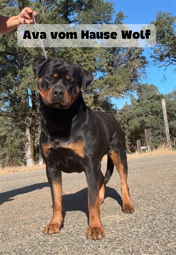 Ava: 2-Year-Old German Rottweiler Overview