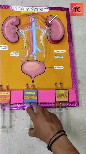 Excretory System | Biology Working Model #creative #ytshorts #innovation