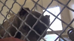1.9K views · 277 reactions | **2 MONTHS in the SHELTER!!** TEDDY is...
