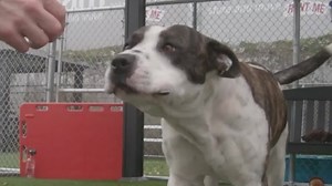 RESCUED - moved to SAFE Album on 02/10 A5341094 ✰ HARRY -1/28/20- 😍🔷SAVE a LIFE!! ❤️ Please FOSTER or ADOPT! 🔷😍 Harry is an independent 3-year-old brindle-and-white male pitbull mix who came into the shelter as a stray from Inglewood on December 23th. At 65 lbs, volunteers say, “Harry is a happy, strong boy who loves to go for walks and explore his surroundings, he’d be a great hiking buddy!” Harry attends the gentle/dainty playgroups, where he is tolerant and non-reactive toward other dogs;