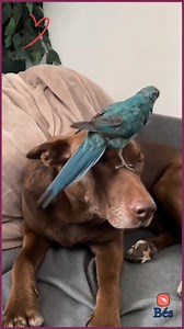 37K views · 1.2K reactions | Dog & Parrot friendship . | ツ Movies Funny Mistakes ツ | Facebook