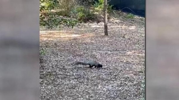 Odd-looking squirrels seen at the U.S. Open in Pinehurst are fox squirrels