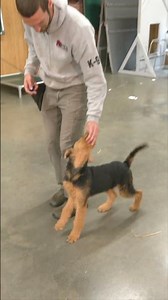 Airedale Terrier Tackles Agility 19 Wks "Miley" ‪@protectiondogsalesPDS‬