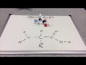 Amino Acids Introduction