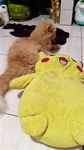 funny cats #179 #cats #cute #pets #meow #instacat #catlover #kittensofinstagram #animaloveras