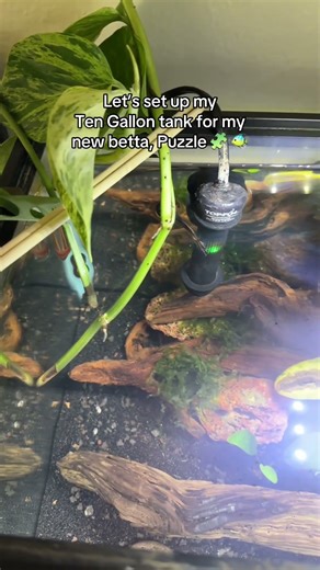 Upgrade my Betta to a 10 Gallon #BettaFish