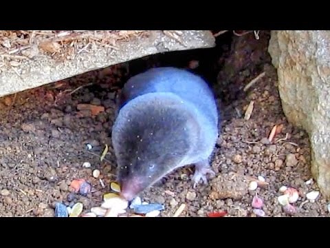 Short Tailed Shrew In Hyperactive Mode