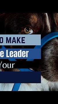 How To Create A Gentle Leader