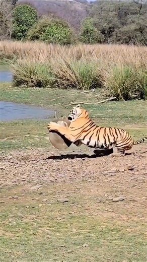 Small but easy... The Tiger hunts a Turtle