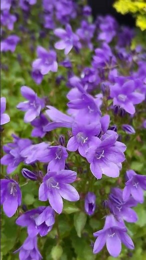 Campanula, Geranium & Penstemon - May 25, 2026