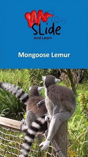 🇰🇲 Comoros’ national animal is the Mongoose Lemur 🐒
