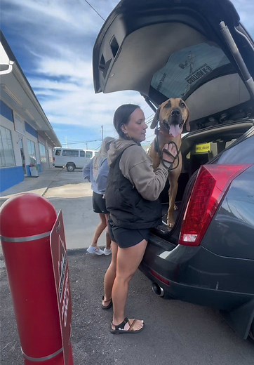 Needless to say, Vai has come a very long way with car rides🥹 @Foothills K9 Training LLC #foothillsk9training #dogtraining #balancedtraining #boardandtrain #blackmouthcur