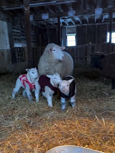 Cute Animals: Hilarious Goat and Sheep Moments