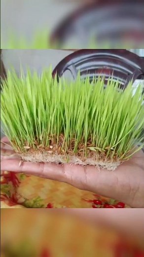 Paddy seeds germination in water | rice growing hydroponics #paddy #hydroponics