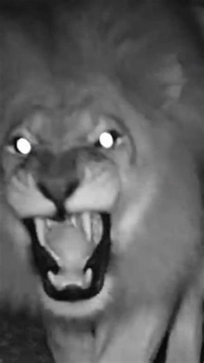 Night Vision Horror: Predator Invades the Burrow