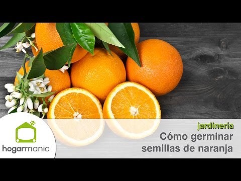 Cómo germinar semillas de naranja - Briconsulta - Jardinatis
