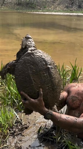 Second part to the Common Snapping Turtle (Chelydra serpentina) catch I posted the other day! This fella tried to burrow into the muck and I nearly lost him. The strength of these turtles is incredible! This season is off to a strong start! | Caveman Wildlife