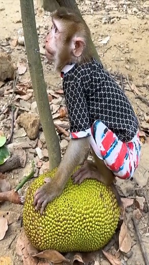 Monkey Kaka's Dilemma The Story of the Dropped Jackfruit | Macaque Video