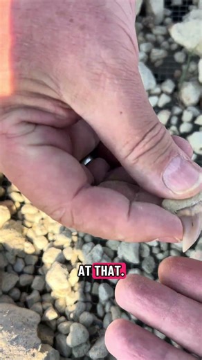 Pretty planus shark tooth found sifting at sharktooth hill.