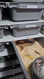 Wookie ultramel female feeding ☠️☠️☠️#royalpythons #ballpythonlove #beardeddragon #reptilebreeder #snek #morph #leopardgecko #petsnake #herpetology #animal #morphs #cornsnake #snakelove #reptilelove #livingart #ballpythonofinstagram #snakelovers #reptilesofinsta #serpent #ballpythonsnake #nature #ballpythonlover #babyballpython #snakesofinsta #crestedgecko #ballpythonmorphsofinstagram | Xclusive ball pythons