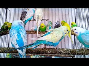 The Rainbow of Budgies Exploring Beautiful Color Combinations