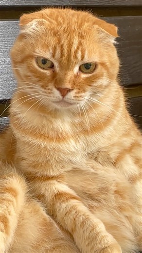 Kitty 🐱 joke 🤪 #humor #funnycats