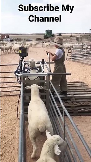 Mild Steel Digital Goat/Sheep Weighing Scale #SheepScale #GoatScale #LiveWeightScales #Shorts