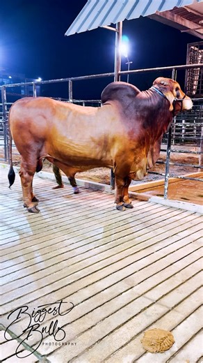 Magnificent looking bull with very masculine features | Biggest Bulls Photography