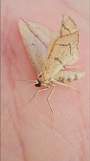 Leaf-Mimicking Insect Flying Away #insects #moth