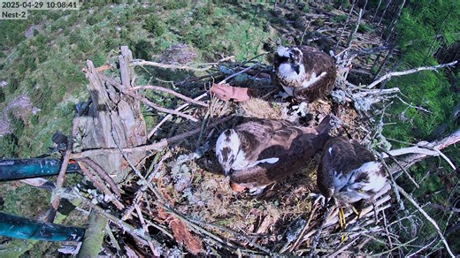 When the male arrives with no fish! | Tweed Valley Osprey Project