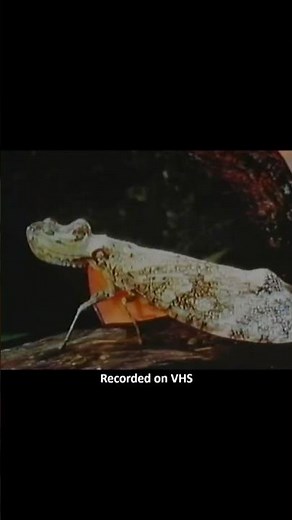 Summer Magic — Ugly Bug Ball (1963) #nostalgia #disneymoviecharacter #burlives #summermagic