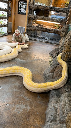 These beautiful giant pythons display amazing strength and massive size
