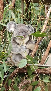 When you bite off more than you can chew (literally!).⁠ Jubilee just couldn't get enough of her fresh leaf today. 😅⁠ ⁠ #lonepinekoala #lunchtime #koala | Lone Pine Koala Sanctuary
