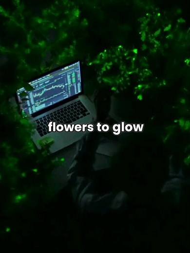 Glowing flowers, a bio engineered luminescent Petunias by lightbio