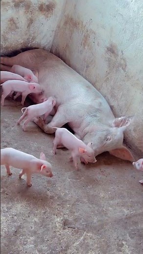 Very impressive large white pigs 🐖
