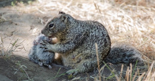 Squirrels seen hunting and killing small animals for first time