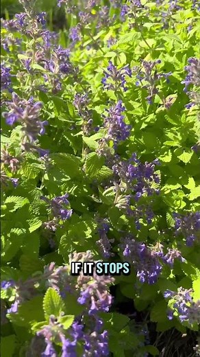 The Catmint That Stands Out