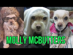 THE LIFE AND TIMES OF MOLLY MCBUTTERS | REST IN PEACE SWEETIE