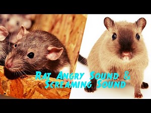 Rat Angry Sound & Screaming Sound Effect | Rat Sound