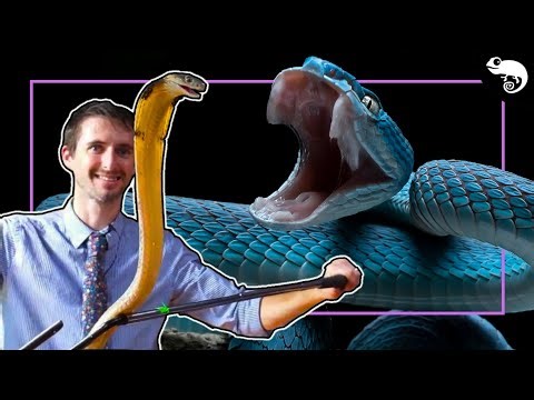 Top 5 Venomous Pets