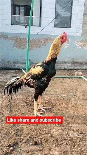 Java Aseel Patta - The Real King Of power 💪🔥| Benny Aseel Pet farm