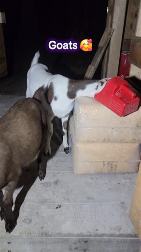 Enjoying Life on the Farm: Goat Adventures Unleashed