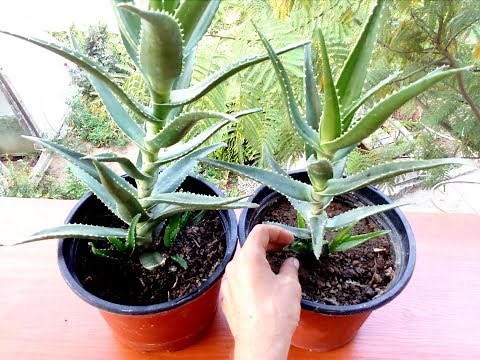 How to grow Aloe Vera from cuttings