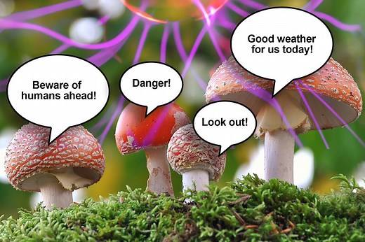 It turns out mushrooms can talk to each other
