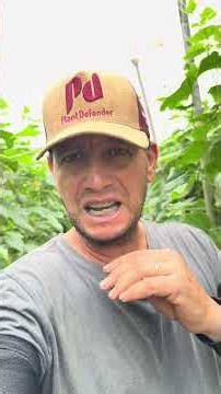 Management practices that help control powdery mildew in Japanese cucumbers #agriculture #japanes...